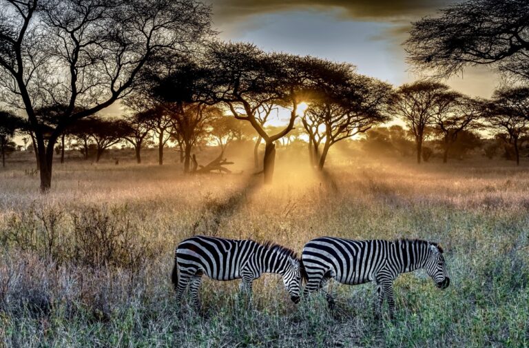 serengeti