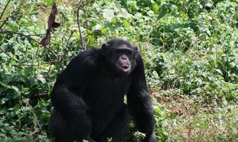 chimp-trekking-uganda